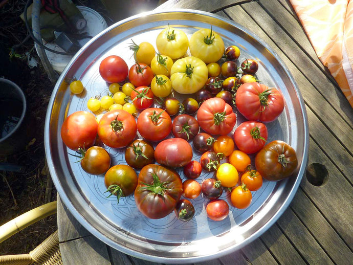 Tomatoes - A Superfood!