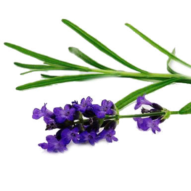 Lavender Summer Dressing