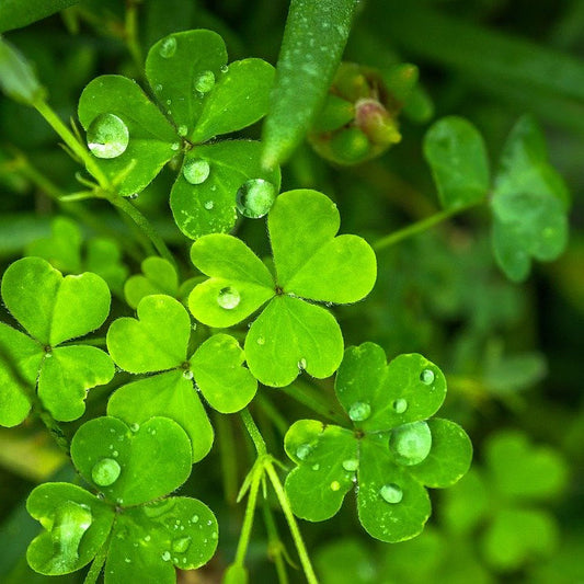 Spinach Salad with Dandelion & Clover
