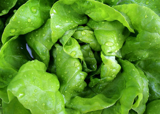 This Wonderful Thing We Call... Lettuce!