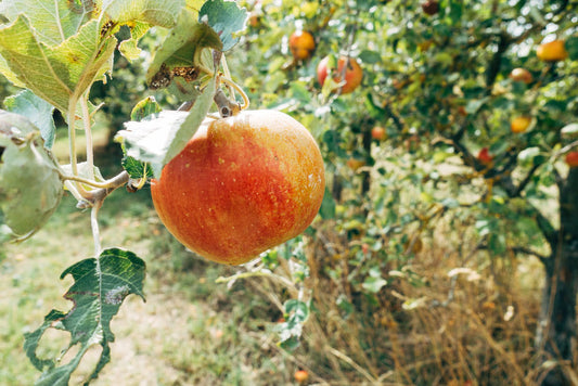 The (un)Common Apple