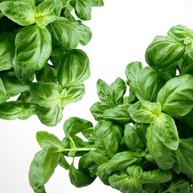 Basil Olive Oil Infused Olive Oil
