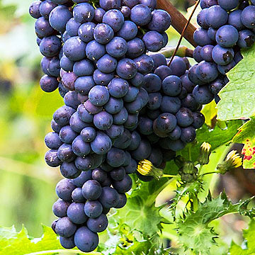 Pinot Nero Rosé Balsamic White Balsamic Vinegar