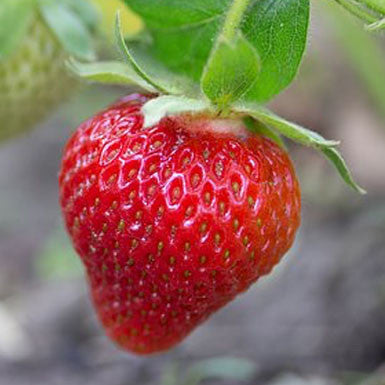 Strawberry Balsamic Balsamic Vinegar