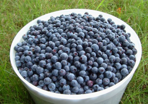 Blueberry Drizzle Salad