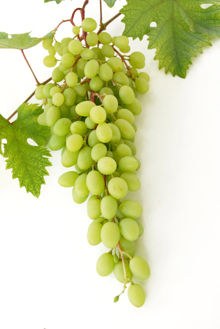 White Balsamic Vinegar