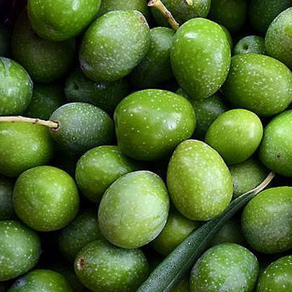 Coratina Extra Virgin Olive Oil Super Premium Extra Virgin Olive Oil
