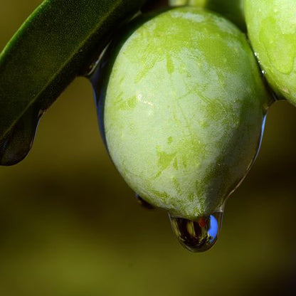 Family Reserve Picual Extra Virgin Olive Oil