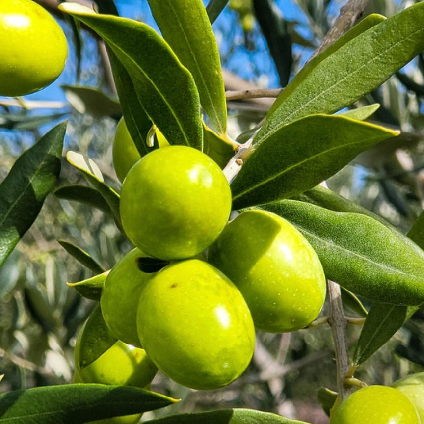 Arbequina Extra Virgin Olive Oil