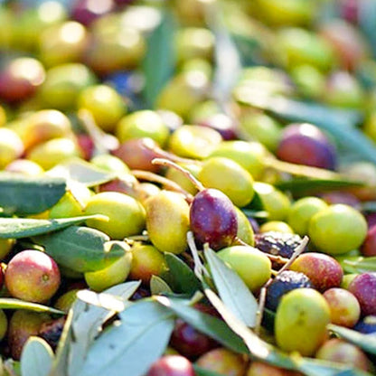 Arbequina Extra Virgin Olive Oil