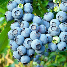 Blueberry Balsamic
