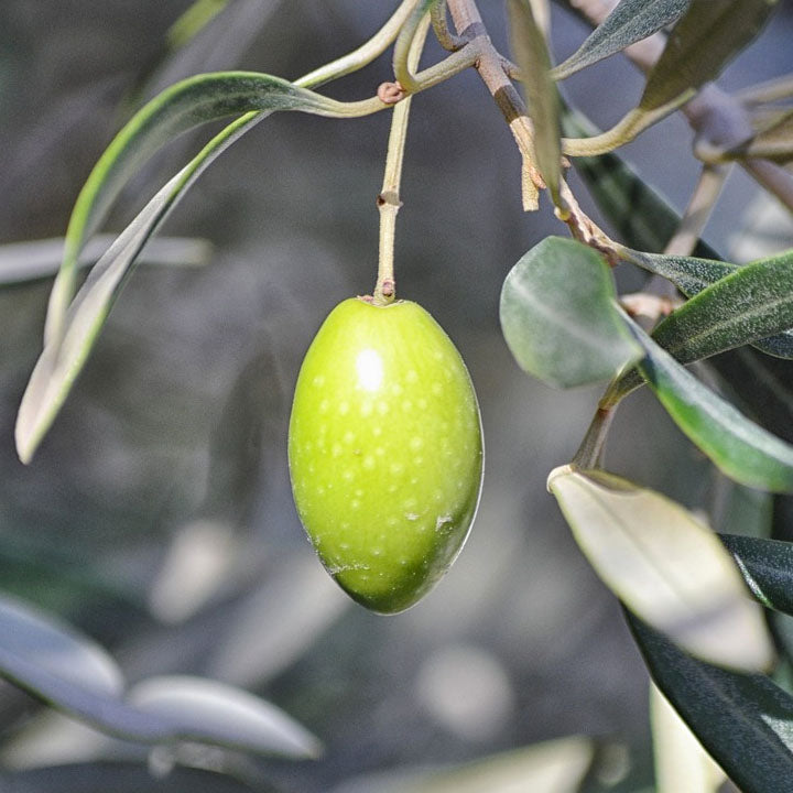 Criolla Extra Virgin Olive Oil Super Premium Extra Virgin Olive Oil