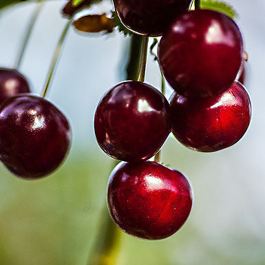 Cherry Balsamic