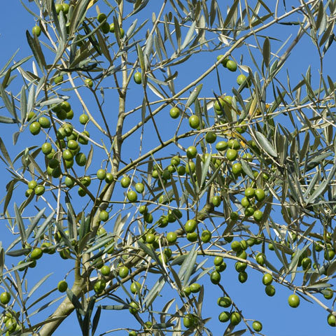 Koroneiki Extra Virgin Olive Oil Super Premium Extra Virgin Olive Oil